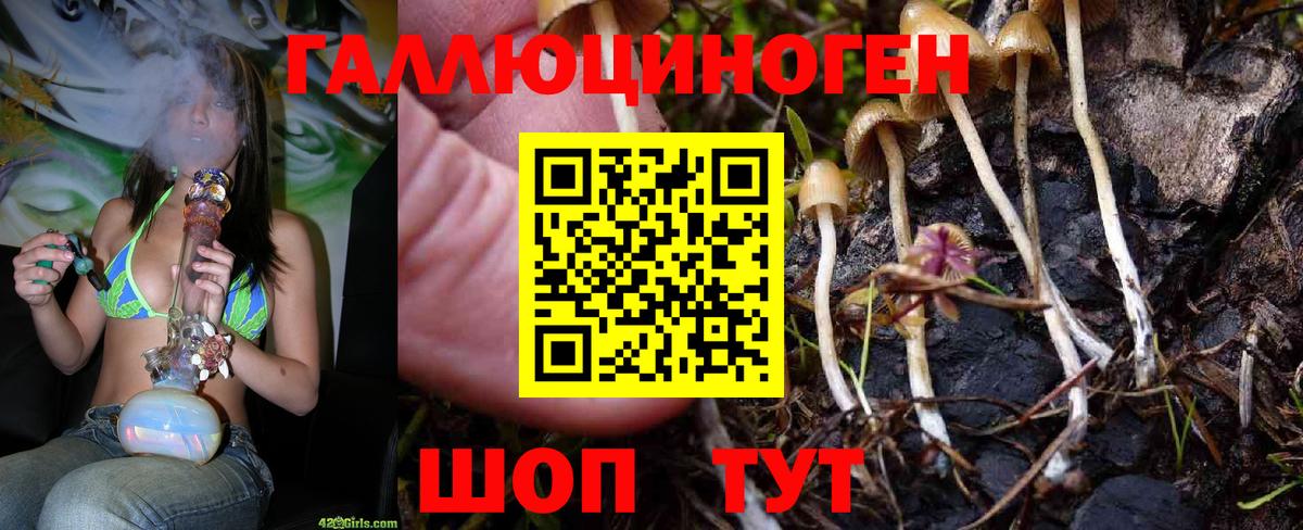 Псилоцибиновые грибы Psilocybe Великие Луки